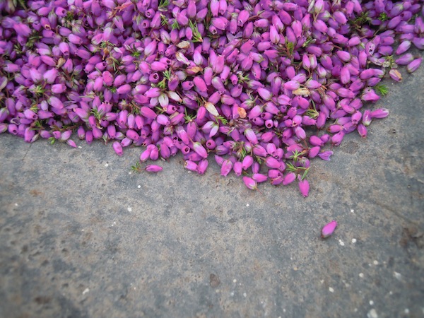 Heather tops - one of the plants that we harvested to dye with.