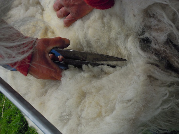 Wool being sheared by hand by a local shepherdess.