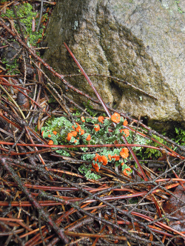 Peeks of bright orange lichen flowers with some frosty green amongst a field of neutral colors.