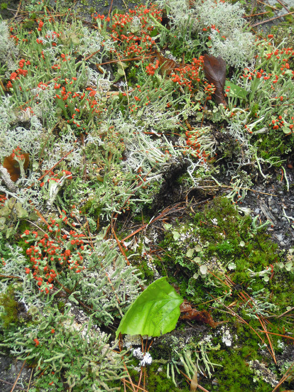 A garden of lichen with mosses and leaves. Love the rich texture- maybe for a honeycomb and lace combination.